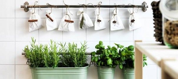 plantas-4-604x270